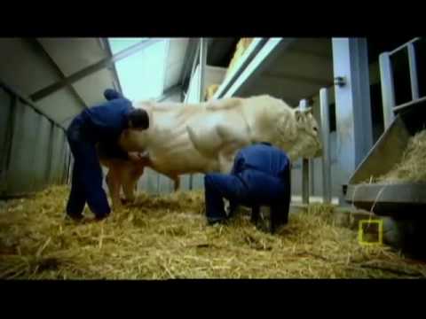 NATIONAL GEOGRAPHIC- Meet the Super Cow