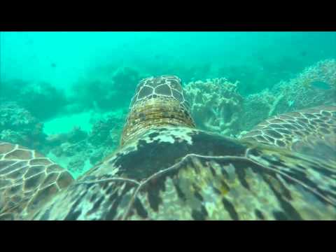 New conservation project reveals amazing turtle's eye-view  of the Great Barrier Reef