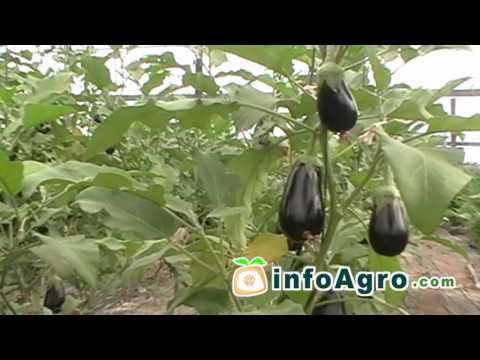 Eggplant growing. 1/2