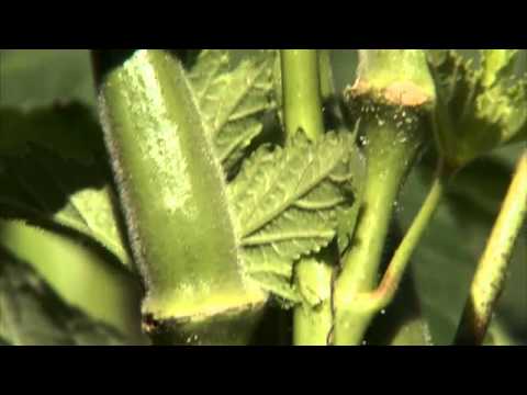 Growing Okra