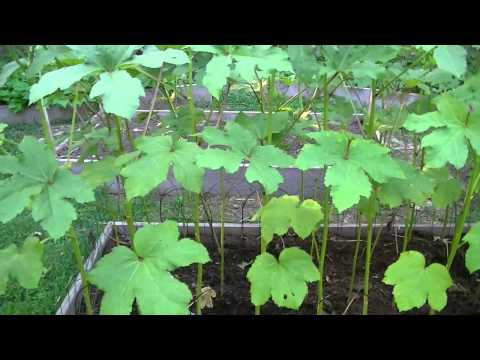 Okra in Raised Beds