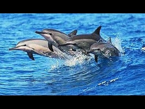 Amazing Dolphin Watching Safari Gibraltar Tourism Travel Video Guide