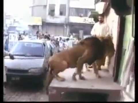 Nakhra Punjab da, City Of Wrestlers Gujranwala.mp4