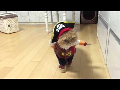 Viral Video UK: Pirate Cat!