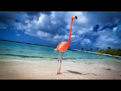 Aruba: 19 Miles of Happiness - 4K