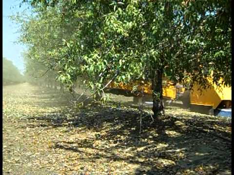 Day in Agriculture: California Almond Harvest