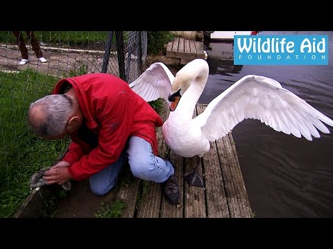 Cygnet rescue - Simon beaten up by an angry swan