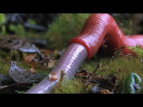 Monster leech swallows giant worm - Wonders of the Monsoon: Episode 4 - BBC Two