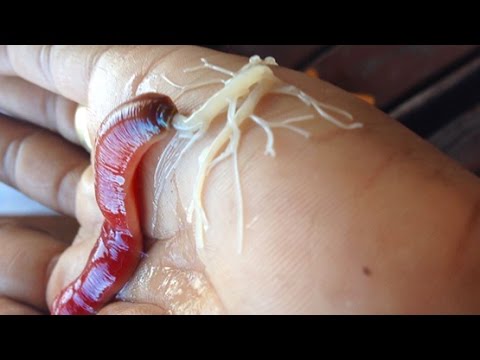 ALIEN WORM SHOOTS GOOEY WEB