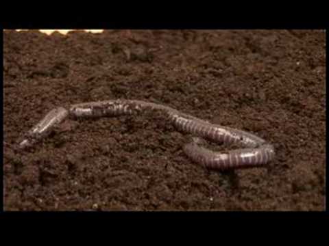 Reptiles, Amphibians, Invertebrates & Small Pets : Caecilian Facts