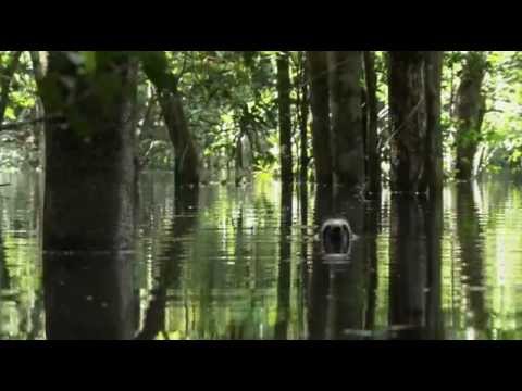 Equator - Rivers of the Sun - Amazonia