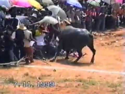 Nature fights back: Water buffalo attacks crowd in Thailand event