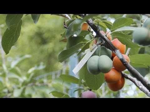 This Crazy Tree Grows 40 Kinds of Fruit