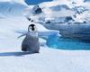 Happy Feet (2006) photo