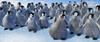 Happy Feet (2006) photo