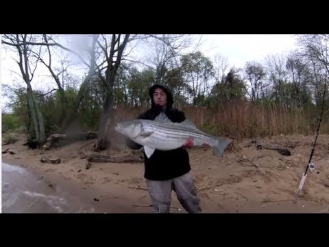 Delaware River Striper Fishing spring 2014