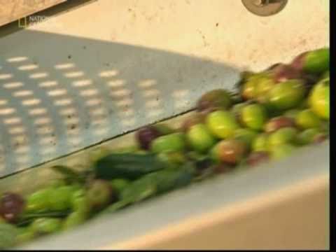 How Olive Oil Is Made