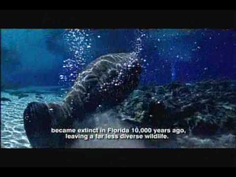 Pleistocene Epoch - Florida Fossils: Evolution of Life and Land