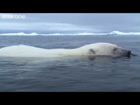 HD: Clever Polar Bear Stalks Seal - Polar Bear: Spy On The Ice, Preview - BBC One