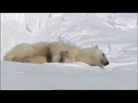 Mother Polar Bear and Cubs Emerging from Den - BBC Planet Earth