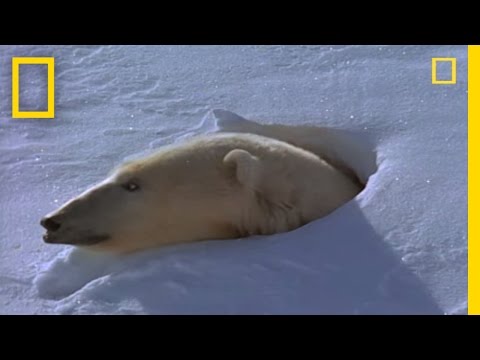 Polar Bear Mom and Cubs