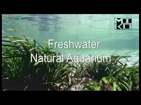 Freshwater Natural Aquarium Documentary