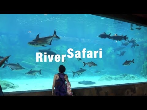 TL's Singapore River Safari (LARGEST Freshwater TANK!!!!) (4/7/2013)