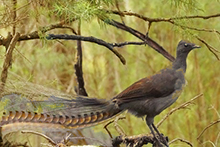 A lyrebird at Wonboyn Lake near Eden, NSW (ABC Open: Susin Sarah)