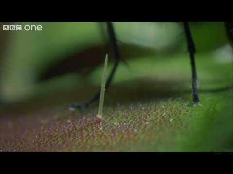 Life - Venus Flytraps: Jaws of Death - BBC One