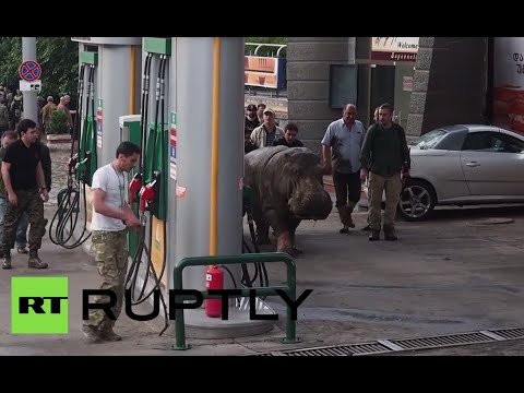 Tbilisi Flood: Hippo roaming streets in Georgia after zoo ‘escape’