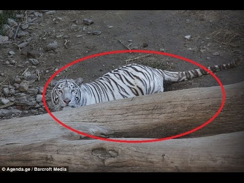 Georgia man killed by tiger that escaped from Tbilisi Zoo | Escaped zoo tiger kills man