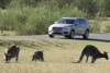 A car used in developing technology near Canberra to help motorists avoid hitting kangaroos. (29 Oct