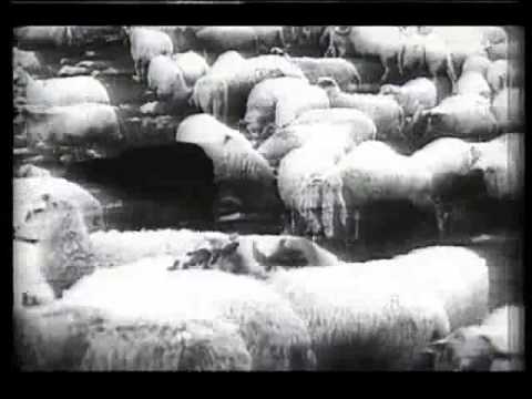 KRUŠEVO 1972 -  PRIPREMA I GONJENJE OVACA NA  VELEBIT