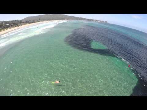 Anchovy school at Scripps Pier, July 8, 2014