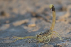 File - A Deathstalker scorpion (Leiurus quinquestriatus) in the Negev desert, Isreal.