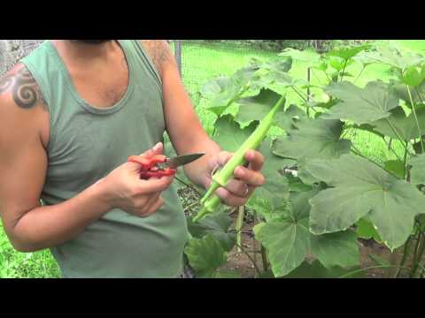 Organic Farming in the Philippines (Reality TV, Se 3 Ep 17: Tadpoles!)