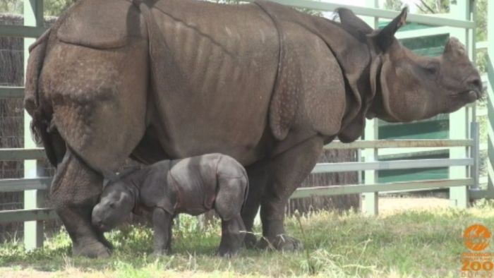 A greater one-horned rhino is born at Taronga's Dubbo Zoo