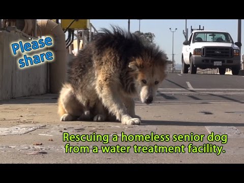 Rescuing a homeless senior dog from a water treatment facility.  Please share.