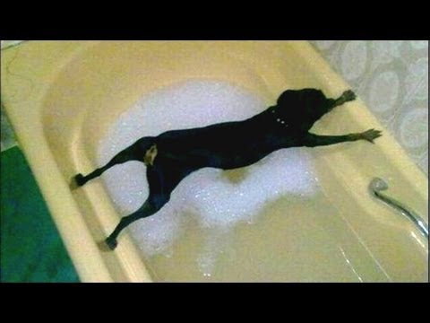 Dogs just don't want to bath - Funny dog bathing compilation