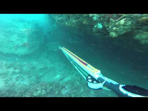 Spearfishing and Freediving NSW Australia Jewfish kingfish lobster