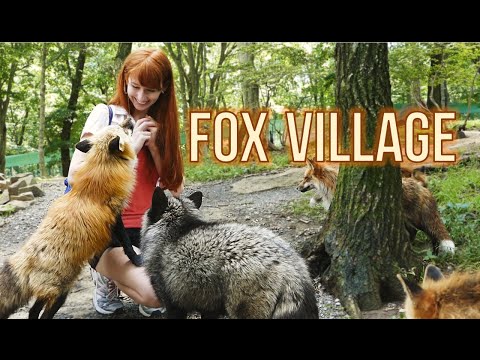 Fox Village in Zao Japan! 　蔵王きつね村・kitsune mura