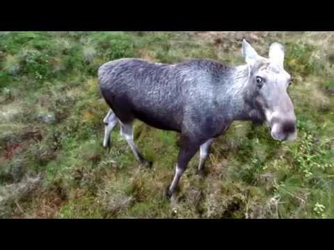 A Norwegian Moose Befriends A Drone