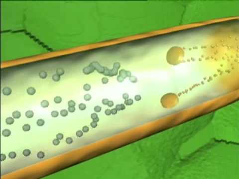 Reproductive Cycle of Flower Plants / The Amazing Lives of Plants