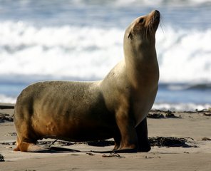 Sea Lion on Morro Strand State Beach, Morro Bay, CA