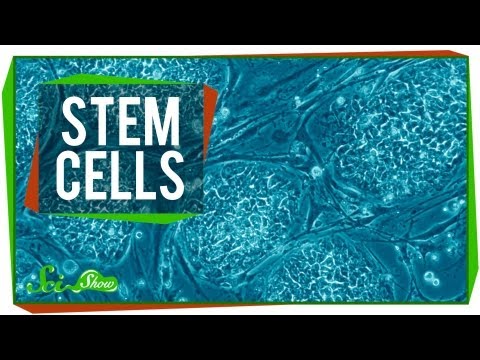 Stem Cells