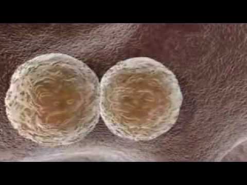 Stem Cells