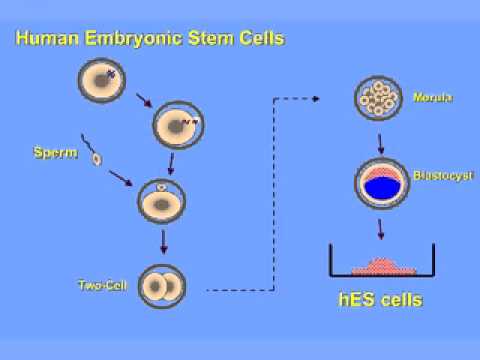 What is a Human Embryonic Stem Cell?