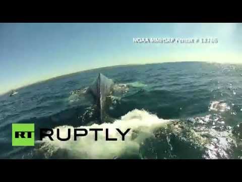 Sea Battle: Rescuers free whale caught in fishing net in California