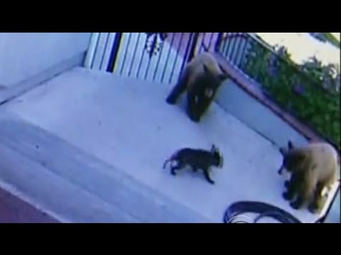 Feisty French bulldog chases bears away from Calif. home