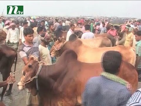 Lots of cattle coming from Myanmar I News & Current Affairs